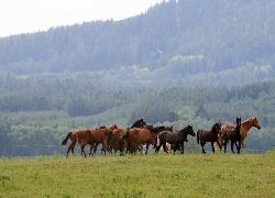 Nab�dka ust�jen� kon�