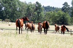 Nab�dka ust�jen� kon�