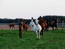 Nab�dka ust�jen� kon�