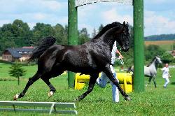 Kuhailan Afas I-Ork�n - Shagya arab - P�ipou�t�n� plemenn�m h�ebcem