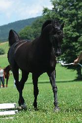 Kuhailan Afas I-Ork�n - Shagya arab - P�ipou�t�n� plemenn�m h�ebcem