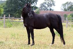 Kuhailan Afas I-Ork�n - Shagya arab - P�ipou�t�n� plemenn�m h�ebcem