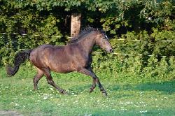 Diamondczech WILLIAM - esk sportovn pony - Kon na prodej
