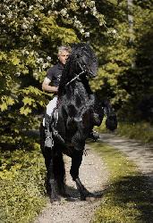 Stonecastle Wild Carbon - Welsh Cob (D) - Pipoutn plemennm hebcem