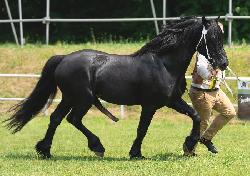 Stonecastle Wild Carbon - Welsh Cob (D) - Pipoutn plemennm hebcem