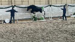 Stonecastle Wild Carbon - Welsh Cob (D) - Pipoutn plemennm hebcem