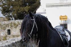Stonecastle Wild Carbon - Welsh Cob (D) - Pipoutn plemennm hebcem