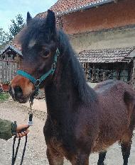 Leonardo - Welsh Cob (D) - Kon na prodej