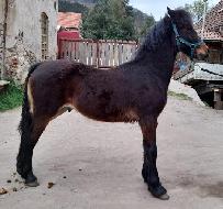 Leonardo - Welsh Cob (D) - Kon na prodej