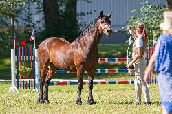 Leonardo - Welsh Cob (D) - Kon na prodej