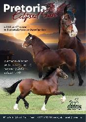 Leonardo - Welsh Cob (D) - Kon na prodej