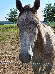 Val - Quarter horse - Kon na prodej