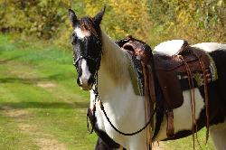 Dixi Doc Chec - Paint Horse - Kon na prodej