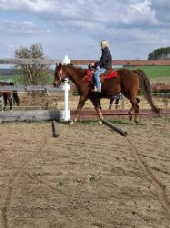 JJ FRECLES LEGACY - Appaloosa - Kon na prodej