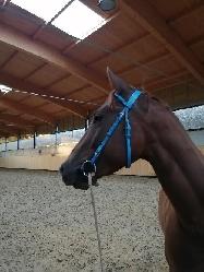 JJ FRECLES LEGACY - Appaloosa - Kon na prodej