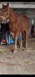 JJ FRECLES LEGACY - Appaloosa - Kon na prodej