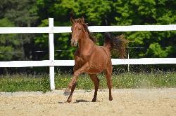 Thea Ophelia ML94 - Holandsk teplokrevnk KWPN - Kon na prodej