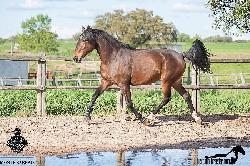 Napa - Lusitano - Kon na prodej