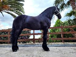 Duke - Frsk k - Kon na prodej