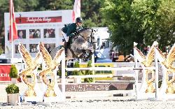 Maitiid - Holandský teplokrevník KWPN - Koně na prodej Maitiid - Holandský teplokrevník KWPN - Koně na prodej