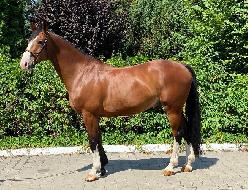 Top Chef L - Jin teplokrevn plemeno - Kon na prodej