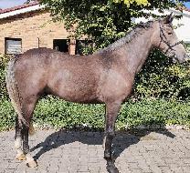 Stunning M - Jin teplokrevn plemeno - Kon na prodej