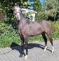 Stunning M - Jin teplokrevn plemeno - Kon na prodej