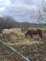 Jack - Welsh pony (B,C) - Kon� na prodej