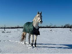 Nab�dka j�zdy na koni a v�cviku