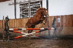 Wamp - Jin� teplokrevn� plemeno - Kon� na prodej