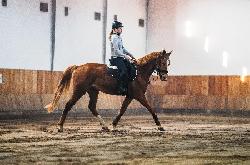 Wamp - Jin� teplokrevn� plemeno - Kon� na prodej