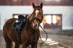 Wamp - Jin� teplokrevn� plemeno - Kon� na prodej