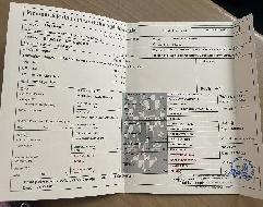 Wamp - Jin� teplokrevn� plemeno - Kon� na prodej