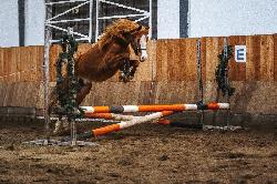 Bryce Canyon - �esk� sportovn� pony - Kon� na prodej