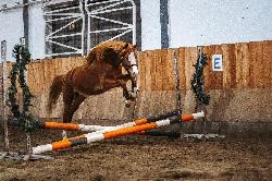 Bryce Canyon - �esk� sportovn� pony - Kon� na prodej