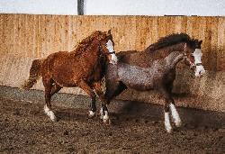 Bryce Canyon - �esk� sportovn� pony - Kon� na prodej