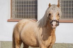 Albi Grey - Welsh Partbred - Kon� na prodej