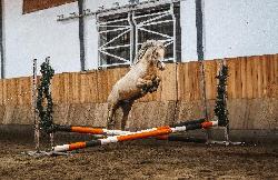 Albi Grey - Welsh Partbred - Kon� na prodej