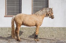 Albi Grey - Welsh Partbred - Kon� na prodej